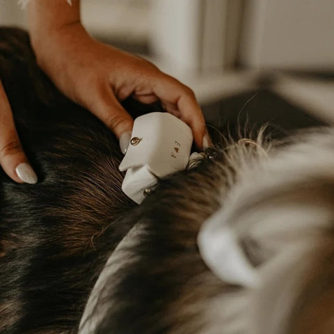 A white leather wedding ring bearer pouch clipped to a dog's collar