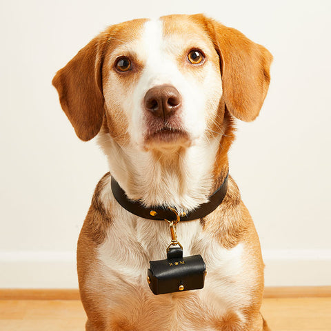 A dog looking down the camera wearing a black leather collar with a wedding ring box attached