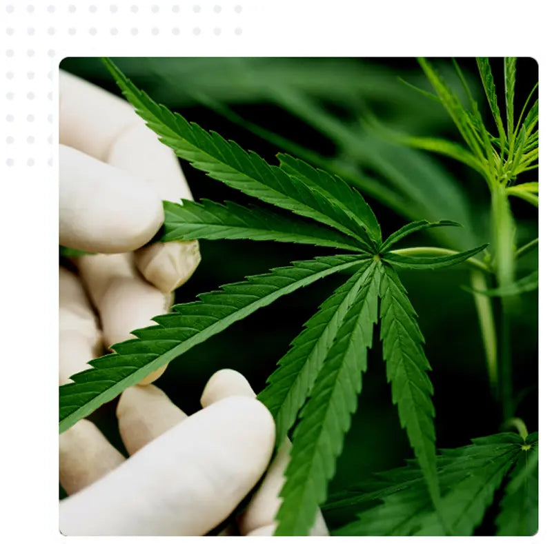 hemp