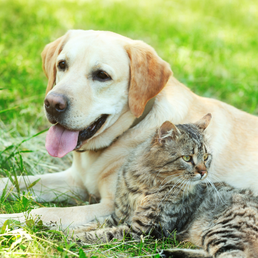 Tiergesundheit, Hund, Katze, Tierfutter, Nahrungsergänzungsmittel für Tiere