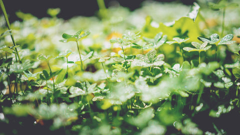 planting trees