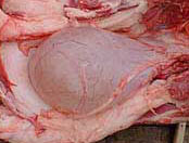 Rugby Ball shaped pig's bladder