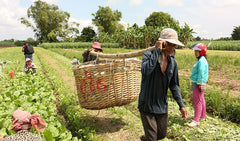 Khmer Agricultural Industry