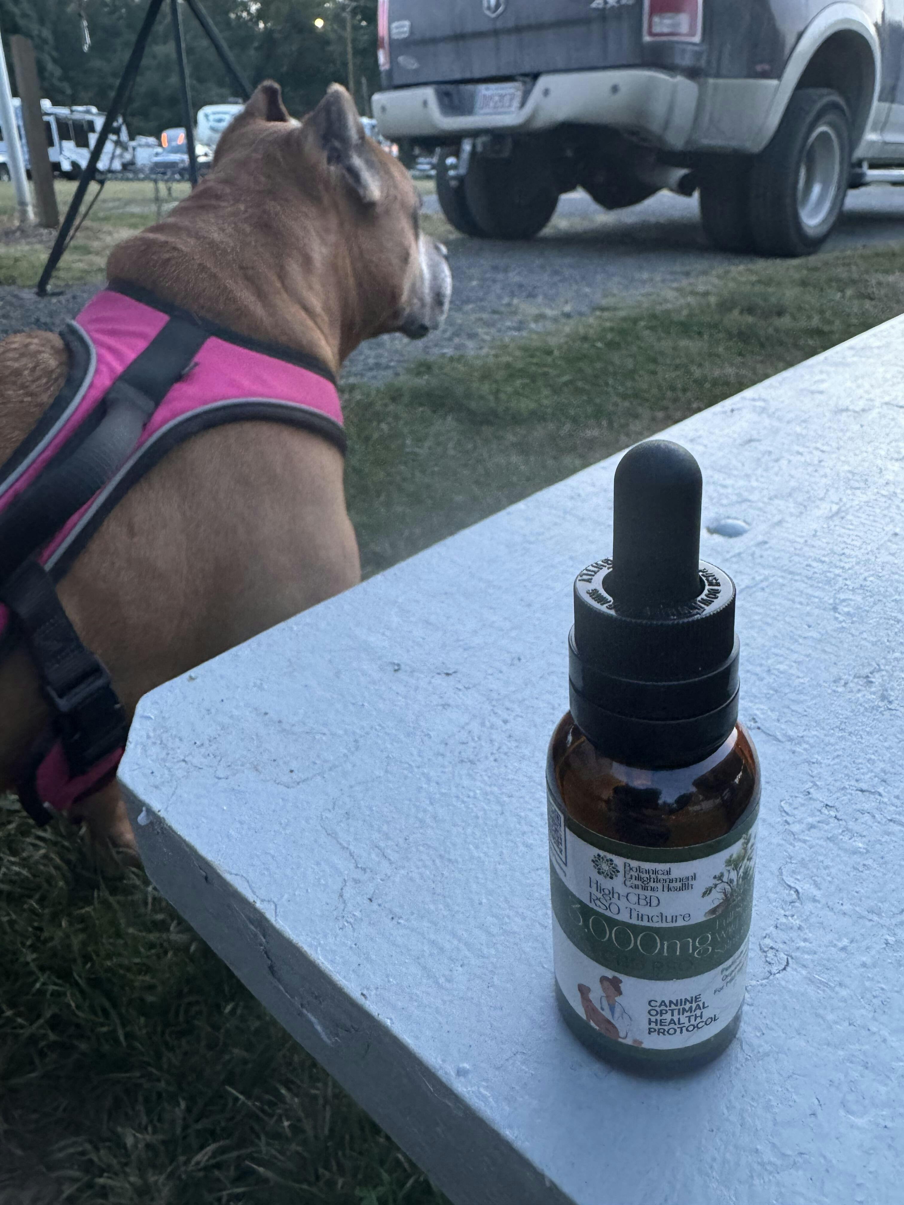 Dog sitting on grass with a bottle of CBD tincture on a table in a campsite.