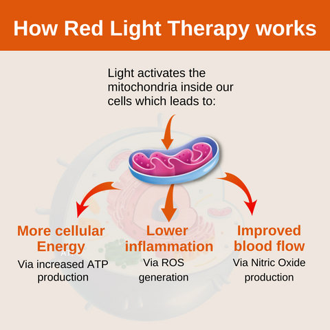 Diagram showing light activating mitochondria to produce: more cellular energy, lower inflammation, improved blood flow