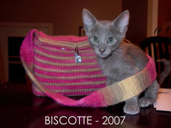 Biscotte the cat which inspired Biscotte Yarns brand name