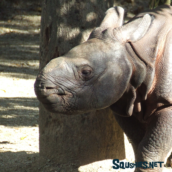 Baby Greater One Horned Rhino - San Diego Zoo Safari Park