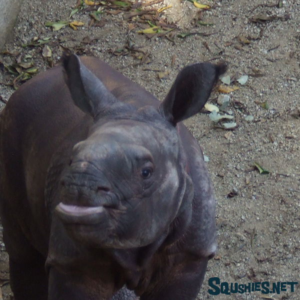 Baby Greater One Horned Rhino