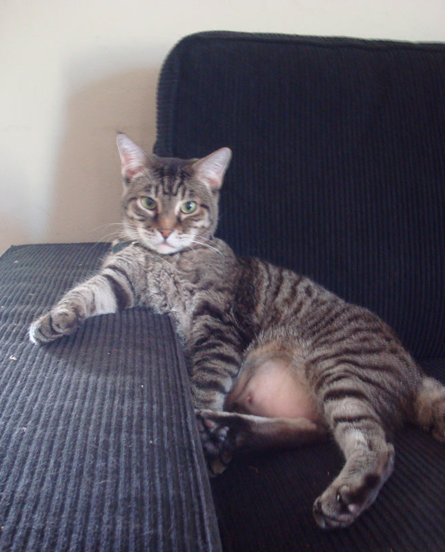 cat couch
