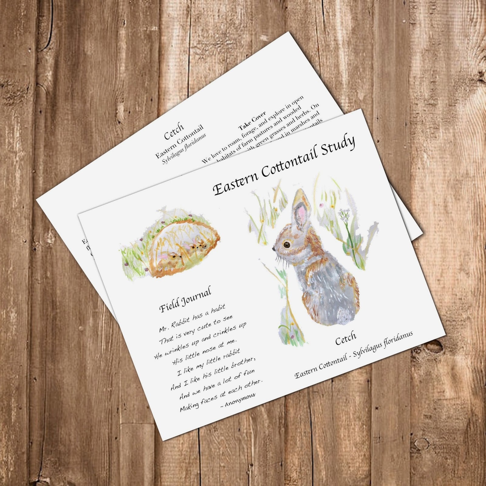 Pinecone Grove Eastern Cottontail Study