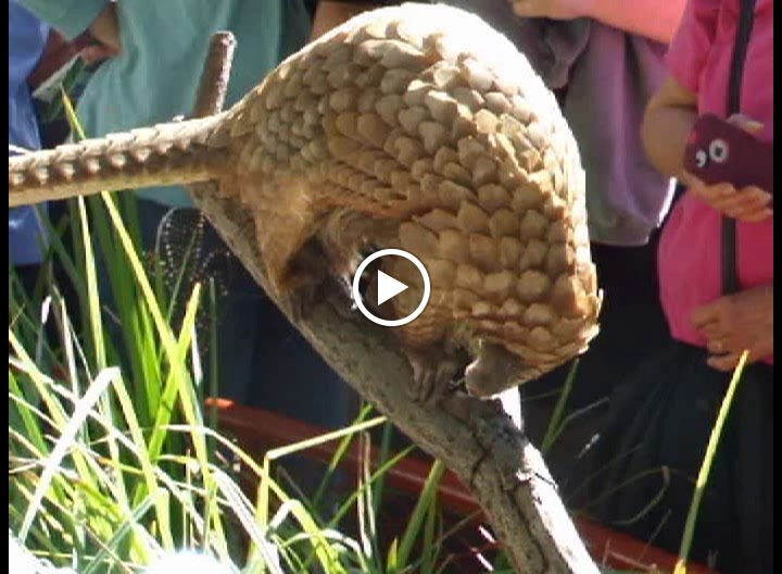 pangolin in action