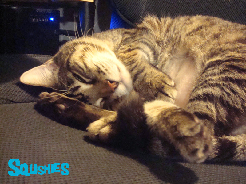 sleeping tabby cat