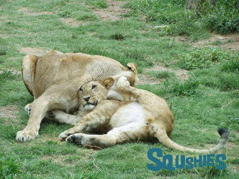 young lions wrestling