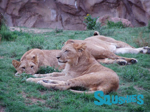 resting lions