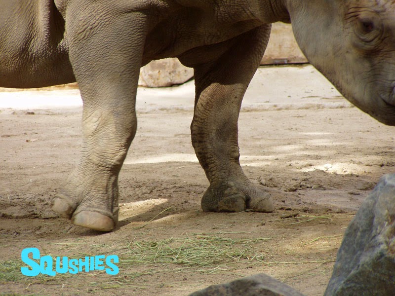 rhino feet