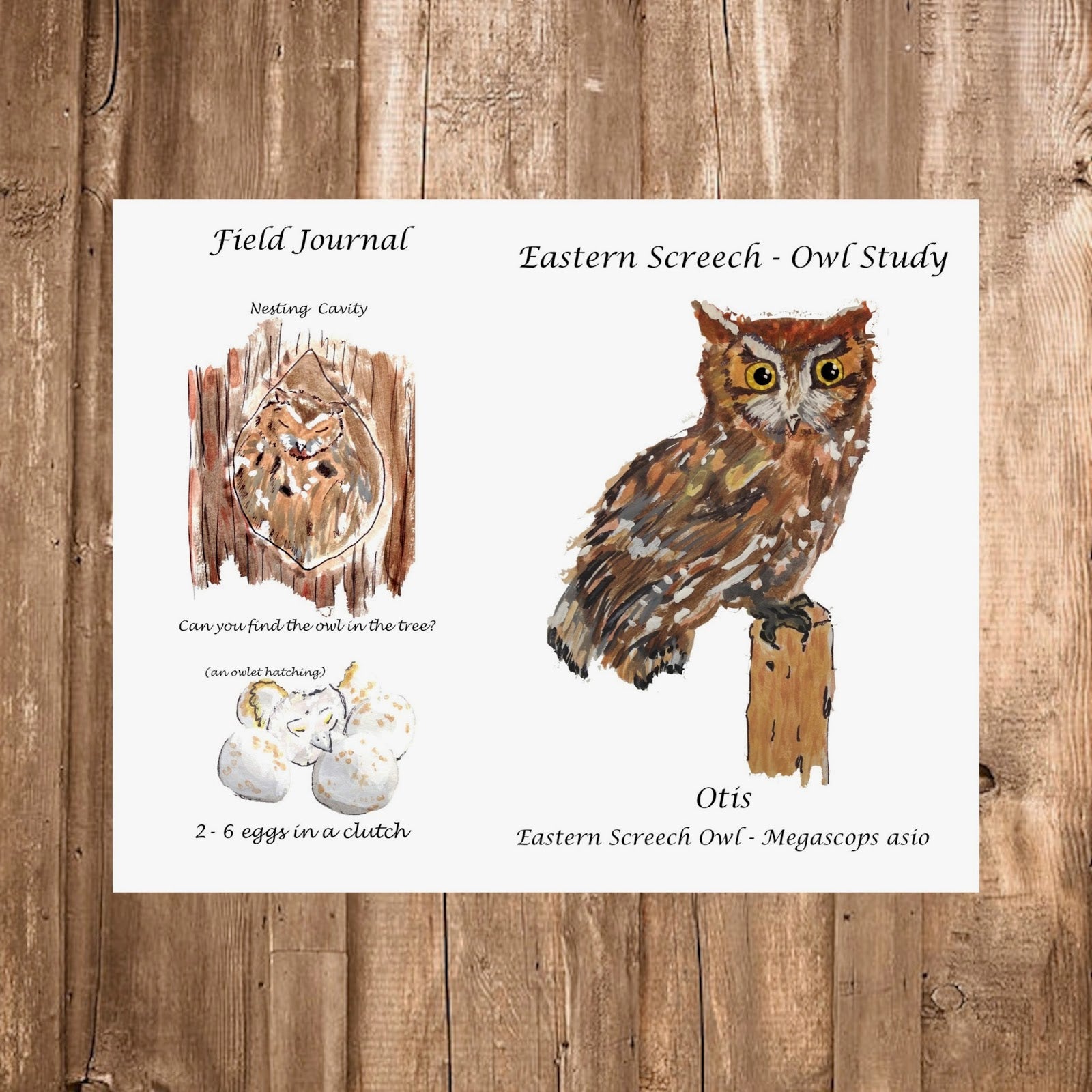 Pinecone Grove Eastern Screech-Owl Study