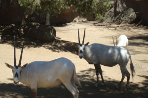 Arabian Oryx