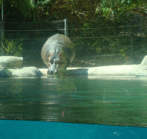 Hippo