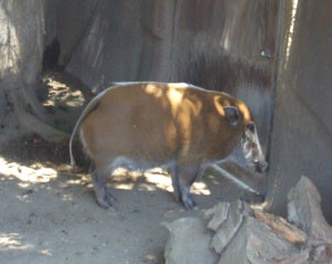 Red River Hog