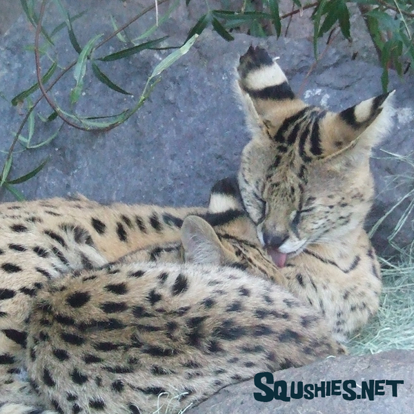 Mom and Baby Serval - San Diego Zoo 