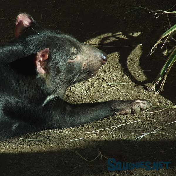 Sleepy Tasmanian Devil