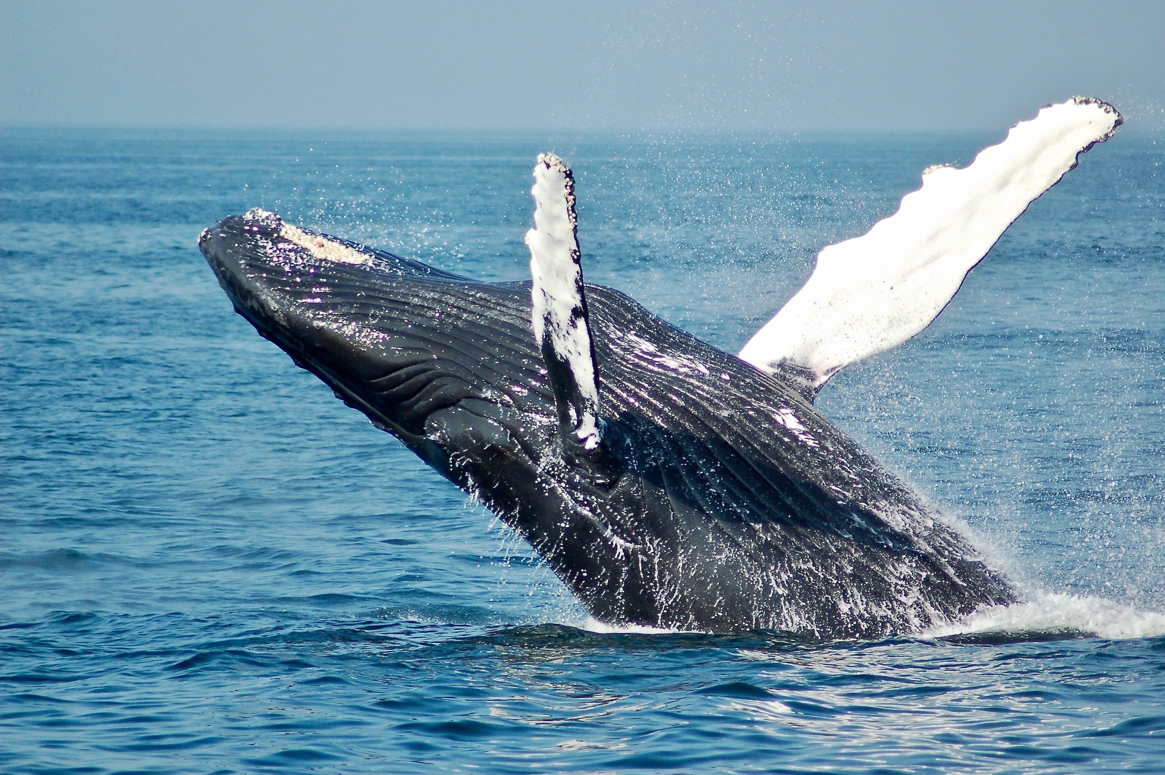 Picture of a whale bursting out of the water on a Cabo San Lucas whale watching tour with Best Cabo Yachts