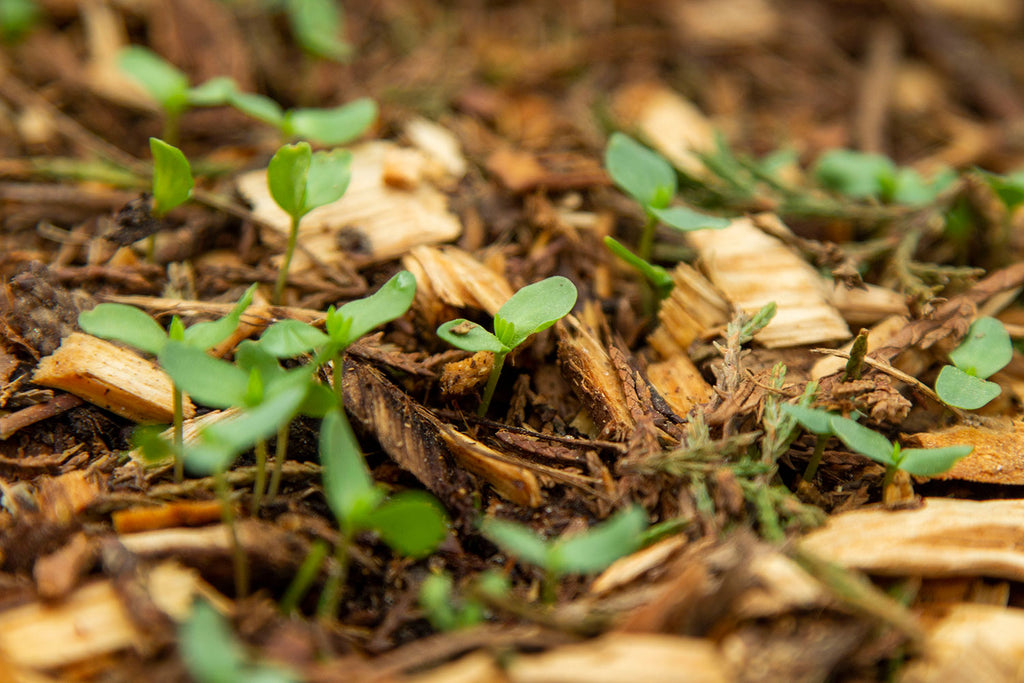 A super close up of green flax seedlings poking their heads up through a thin layer of brown wood chipped mulch. 
