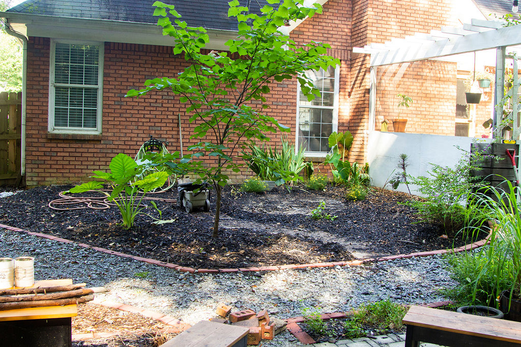 A segment of garden covered in black mulch sitting right against a red brick home. The garden is outlined in red bricks as well with a eastern rosebud tree and elephant ears prominently on one side with a white pergola on the other.