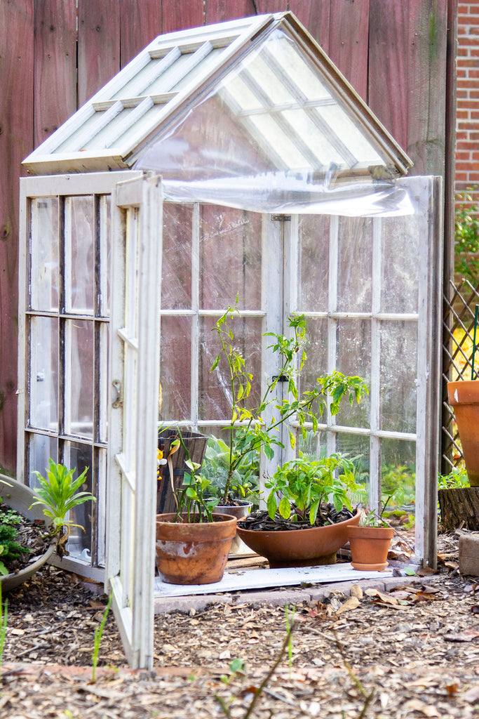 Greenhouse with its door open, revealing the plants that will be vacationing inside over the winter. 