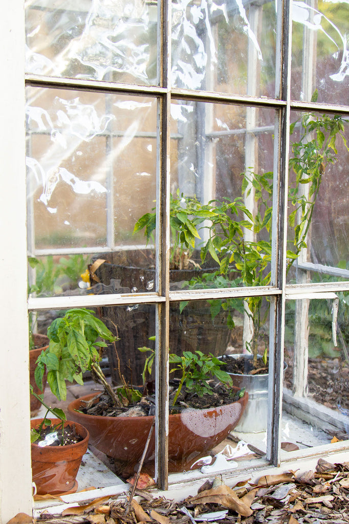 A close up view of the inside of the greenhouse filled with plants and the walls lined with vinyl sheeting taken from outside the greenhouse