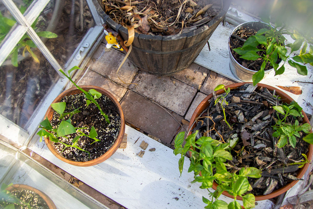 An above head shot of a few plants inside the greenhouse sitting on top of a brick base and two white bits of scrap plywood