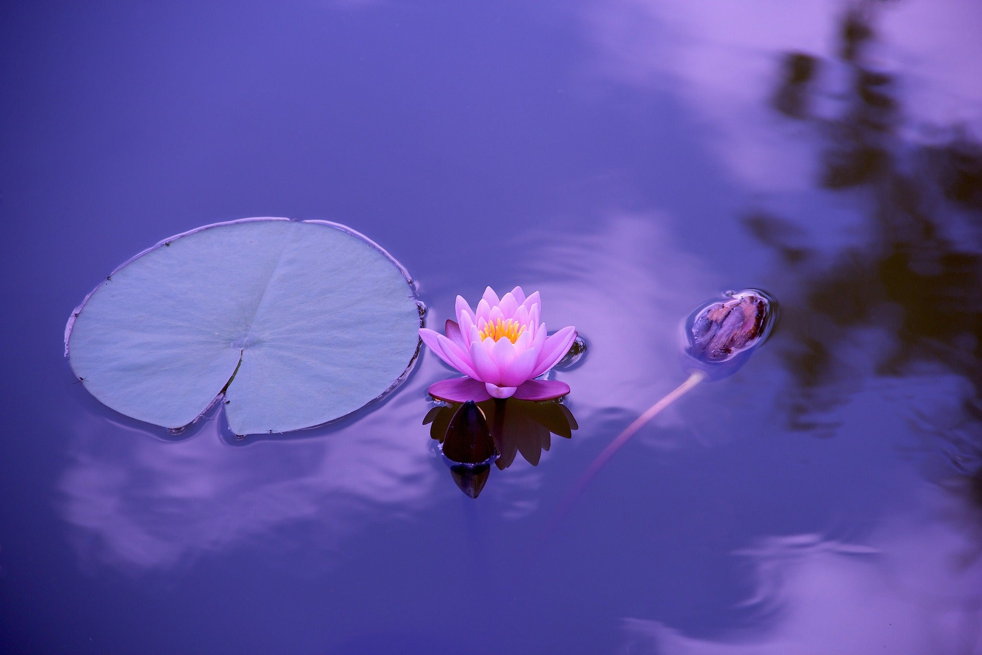 Blue lotus in pond
