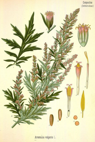 mugwort herbal remedy