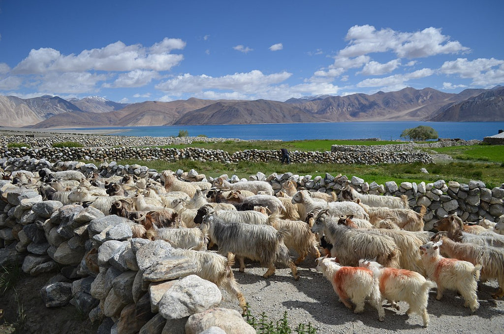 Changthangi_Goats_in_Ladakh