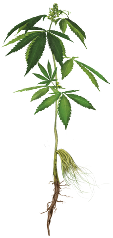 Hemp or Cannabis Plant illustration