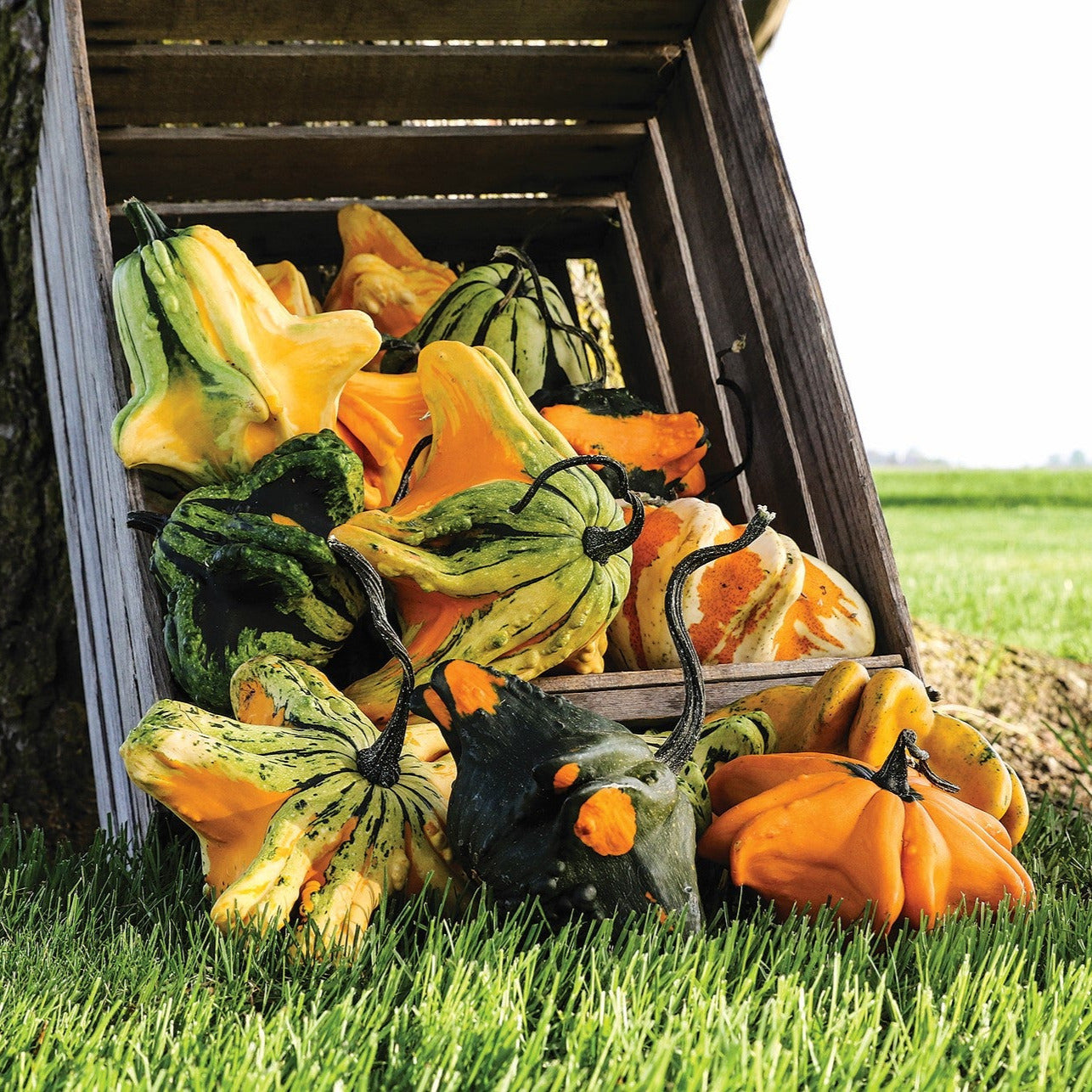 Large Gourd