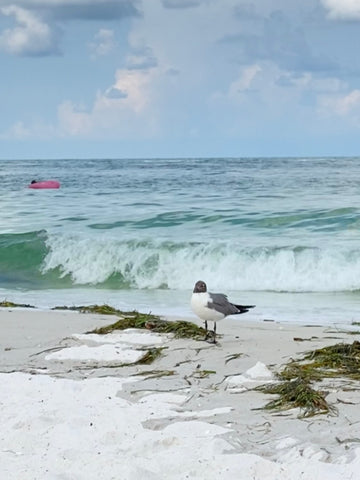 Clearwater Beach