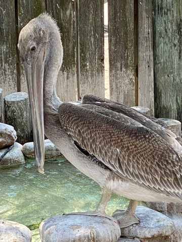 Seaside Seabird Sanctuary