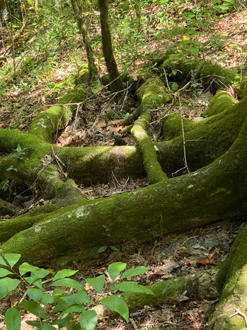 Devil's Millhopper Geological State Park Florida