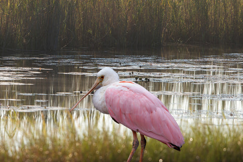 Myakka River State Park