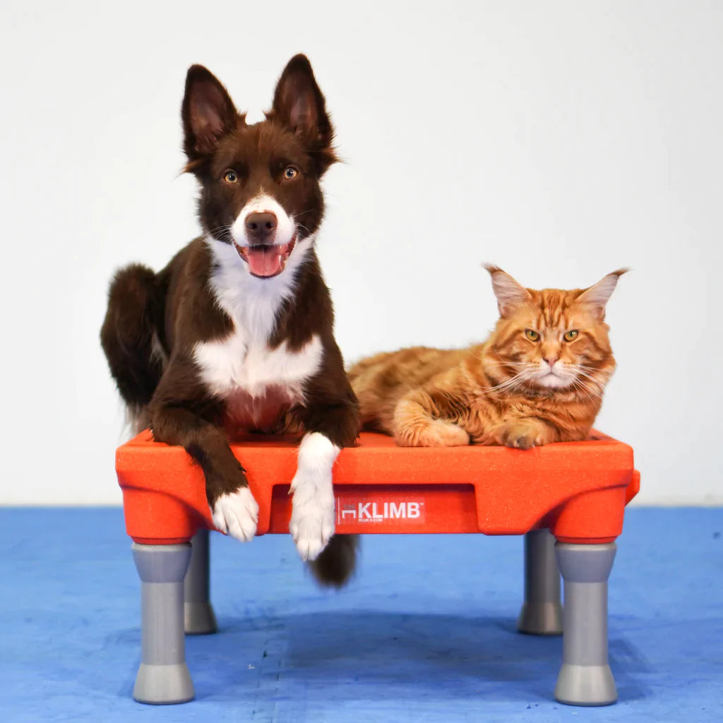 Cato Board XL - Dog Platform (Yellow, with Tilt Stand)
