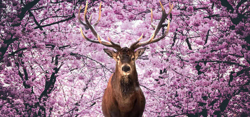 Majestätischer Hirsch im Sakura Wald