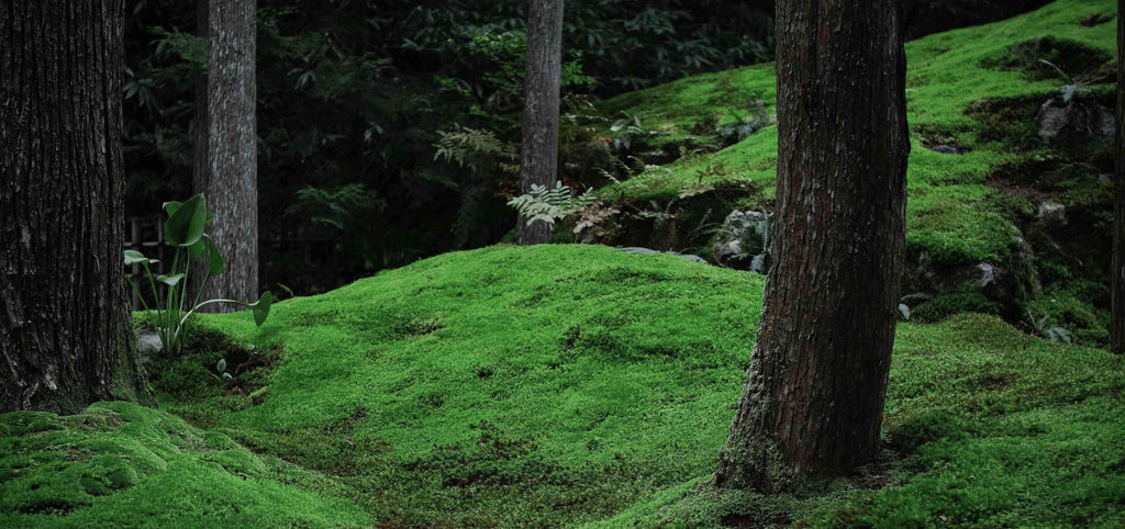 Japanischer Wald