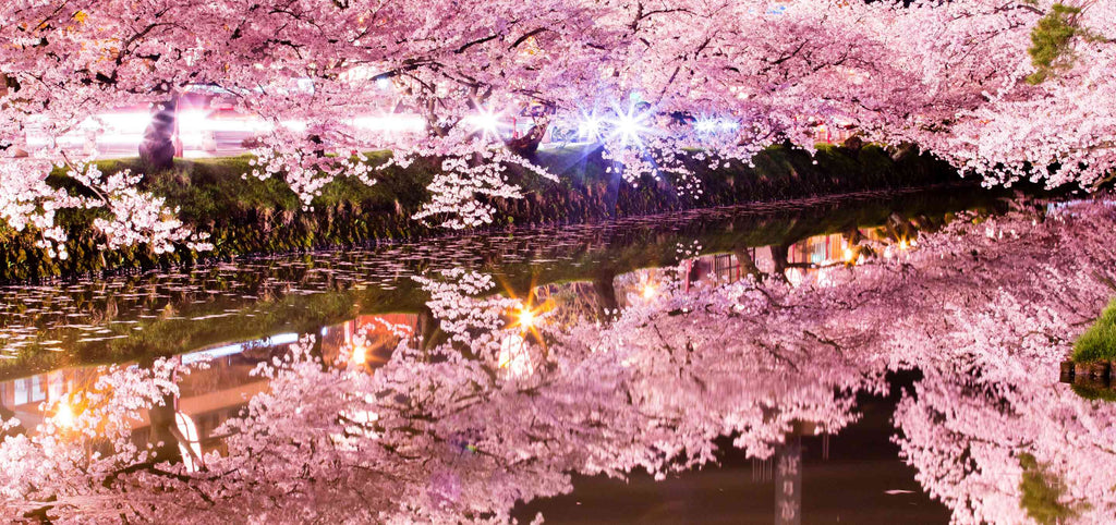 Blühende Sakura Bäume in Japan