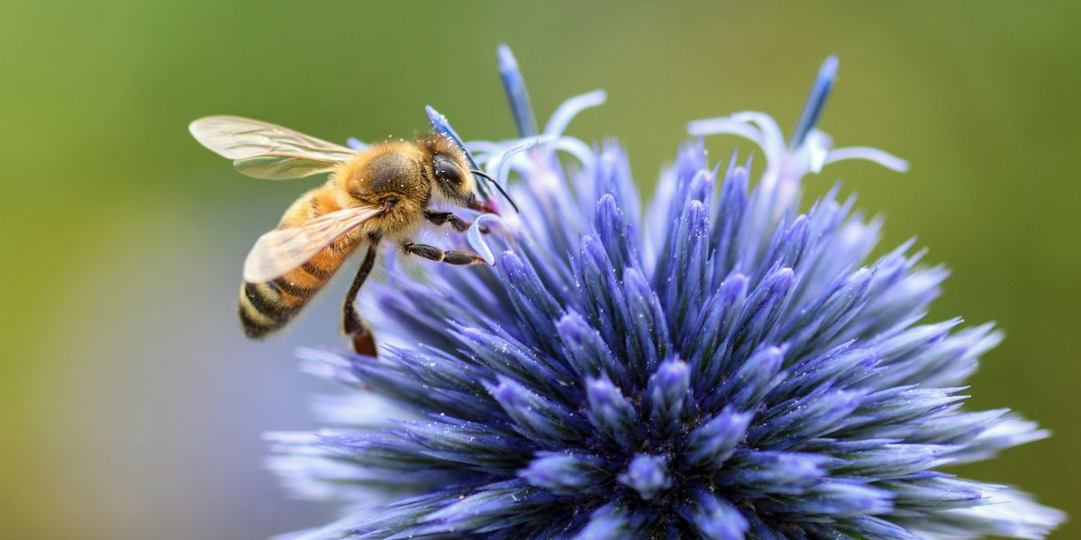bee on a blue flower