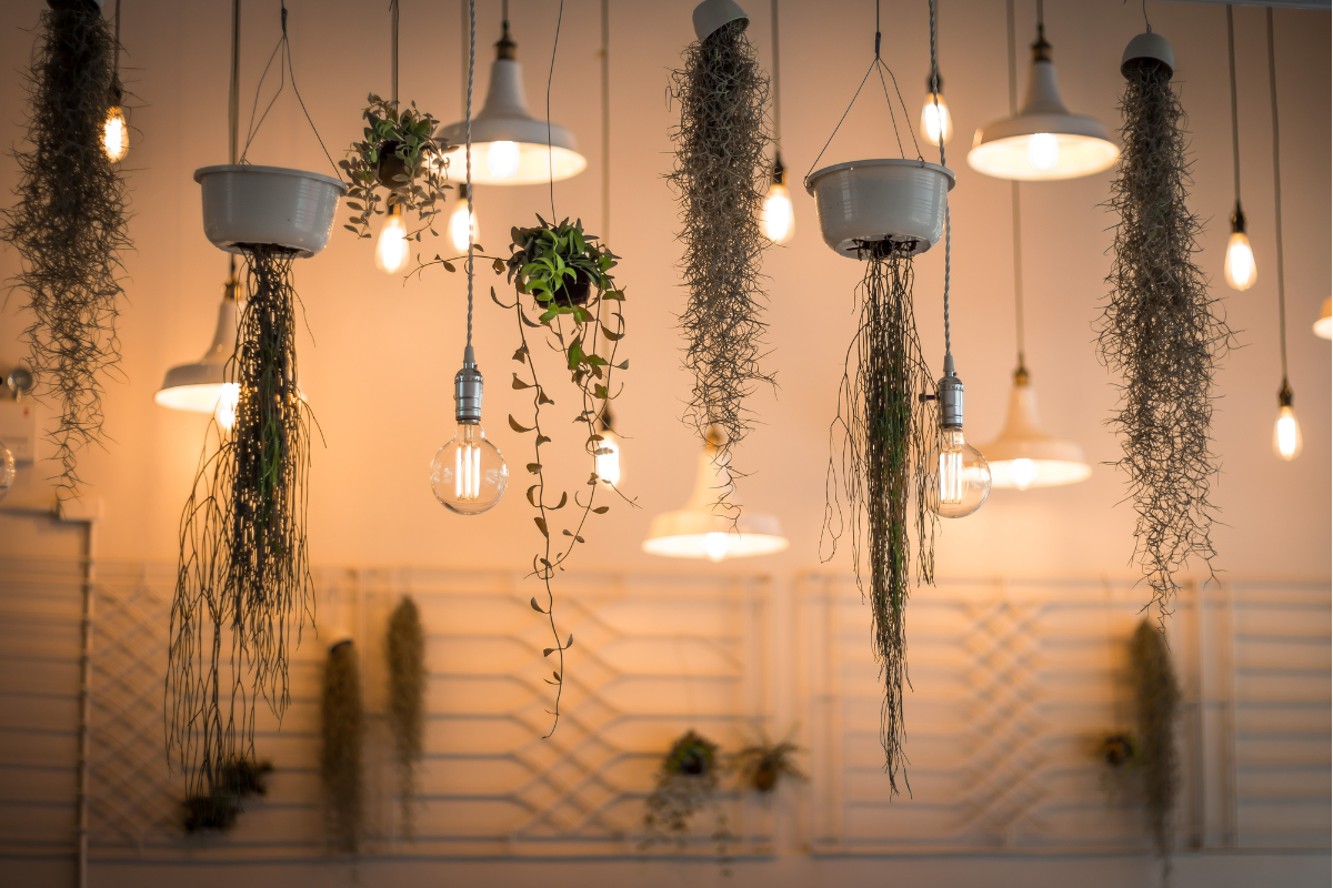 several hanging planters with tendrils of plants hanging down