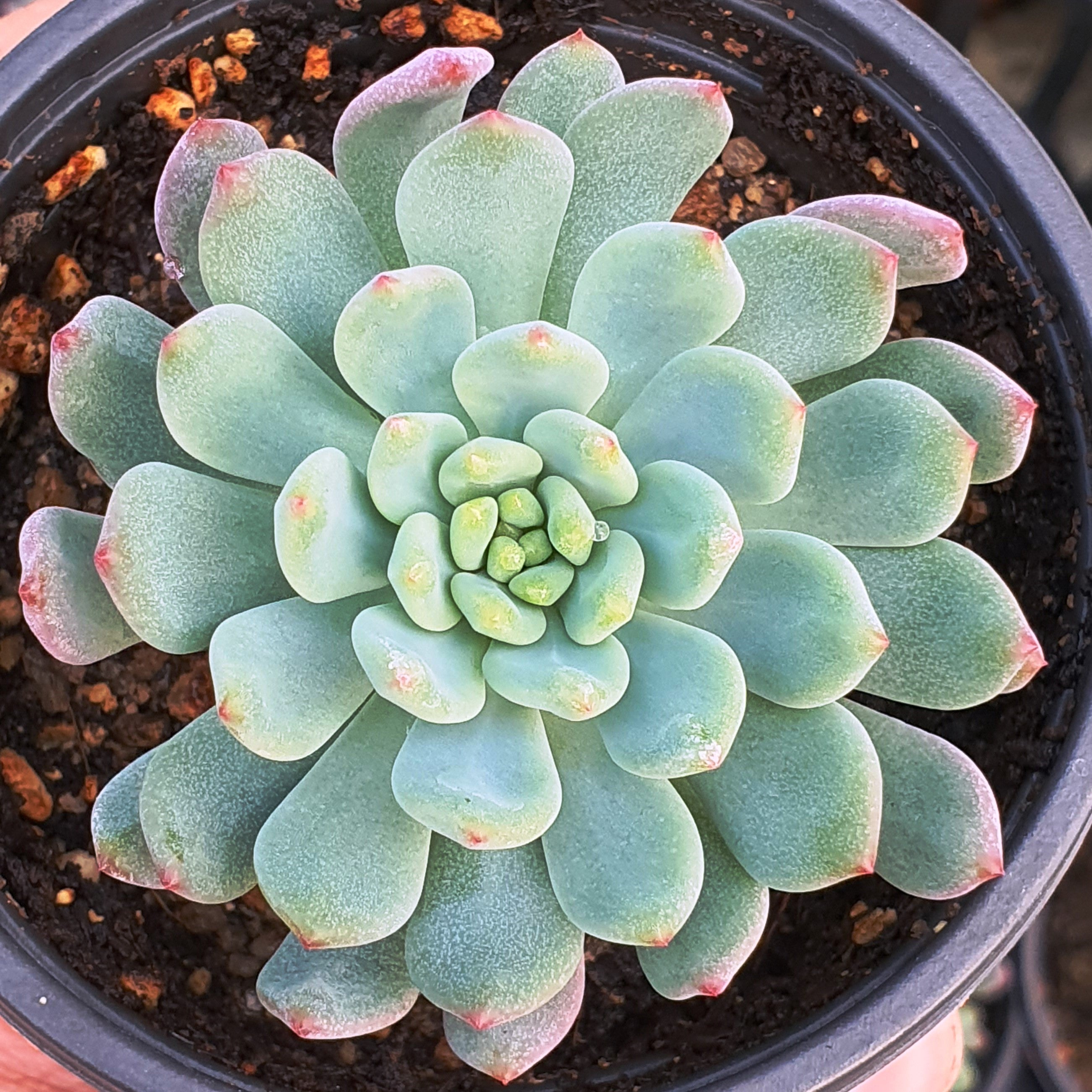 Echeveria 'Misty Lilac' PPAF