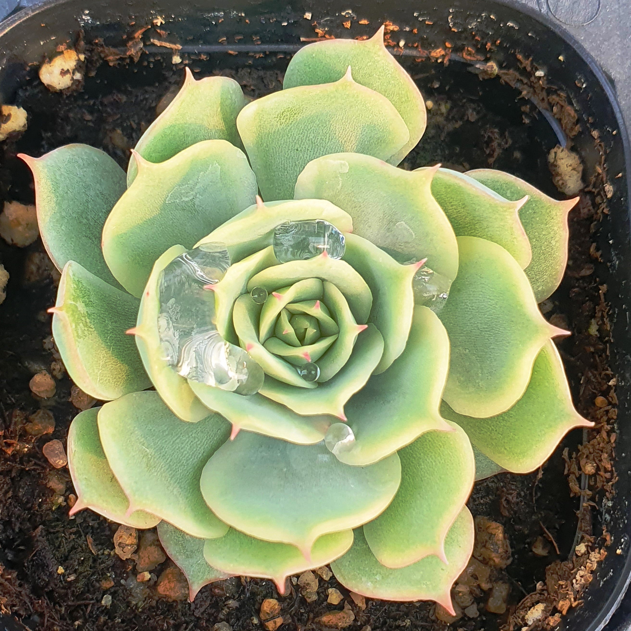 Echeveria 'Misty Lilac' PPAF