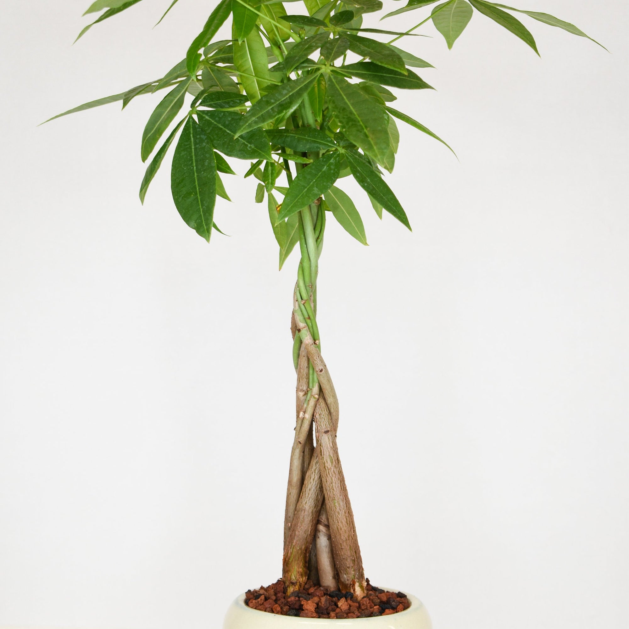 XL Ginseng Ficus Bonsai Plant in 7\