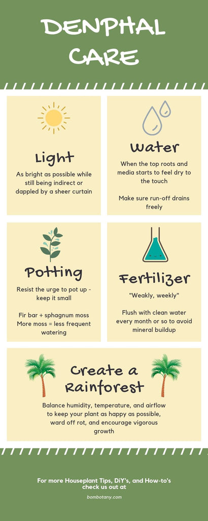 dendrobium phalaenopsis care guide infographic